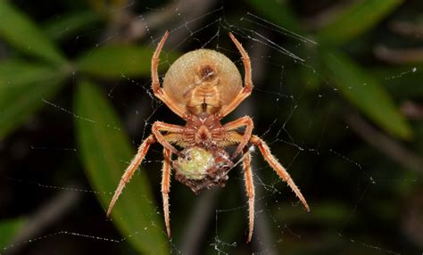  Araneus: Một Kiến Trúc Sư Đa Chân Tạo Ra Những Cái Bẫy Xinh Đẹp