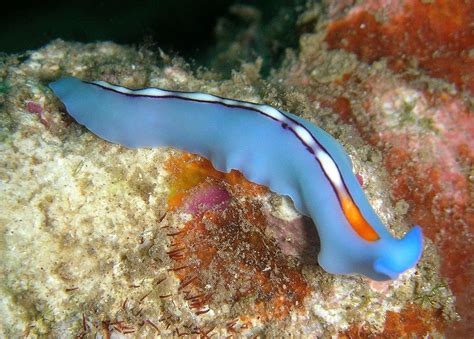  Spathura, A Tiny Flatworm That Loves Mud And Thrives On Decomposition!