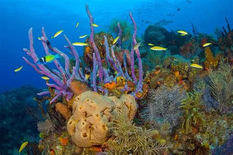  Bahamian Sponge: A Masterpiece of Underwater Architecture Built From Microscopic Bricks!