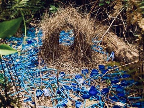  Bowerbird! Những Kẻ Sưu Tập Phế Liệu Trở Thành Kiệt Tác Nghệ Thuật