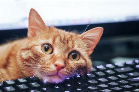 Can a Software Engineer Work from Home? And Why Do Cats Love Keyboards So Much?