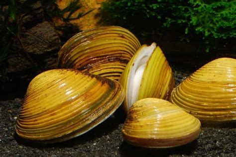  Egeria! Can These Tiny Clam-like Creatures Flourish in Both Freshwater and Saltwater Environments?