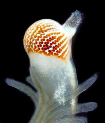  Fanworm:  A Deep-Sea Dweller With Flowing Tentacles That Filter the Ocean for Tiny Treasures!