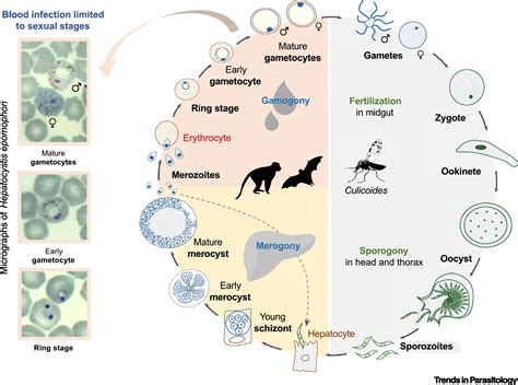  Hematocystis! A Parasite So Tiny, It Lives Inside a Bird's Bloodstream