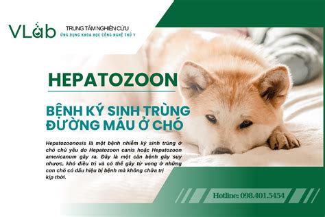  Hepatozoon! Những Ký Sinh Trùng Bất Ch Jdbcj Ở Tim & Gan