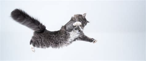 How do I get my website to show up first on Google? And why do cats always land on their feet?