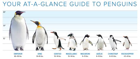 How to Find a Publisher on a Website: Why Penguins Might Be Better at It Than You