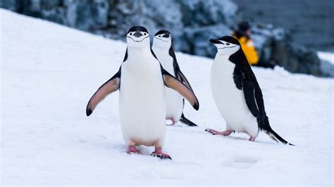 How to Make a .org Website: Because Even Penguins Need a Digital Home