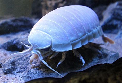  Isopod: A Curious Creature Hiding Beneath Rocks and Logs!