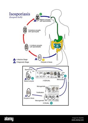  Isospora: A Tiny Parasite Capable of Affecting Even the Strongest Mammalian Hosts!