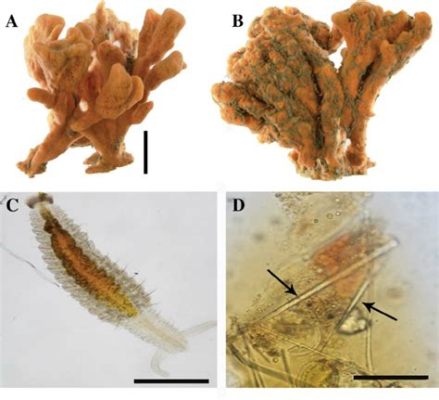  Microciona prolifera: A Sponge That Embraces the Chaos of Underwater Currents!