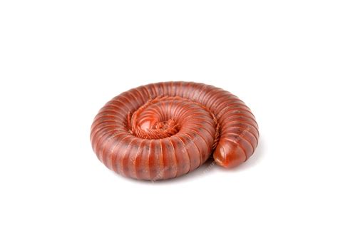  Oklahoma Millipede: This Nocturnal Wonder Can Roll Up Into a Perfect Spiral When Threatened!