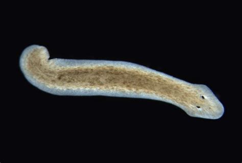  Otoplana!  A Curious Flatworm Leading a Secret Life in Ocean Depths