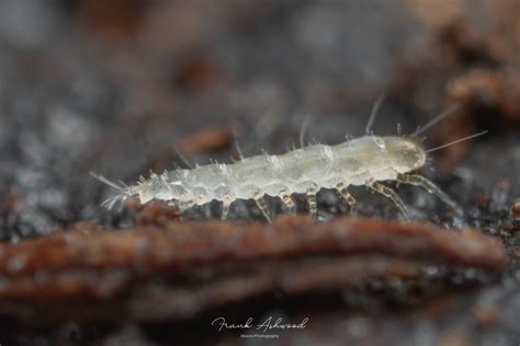  Pauropod! The Underrated Crawlers Hiding in the Leaf Litter