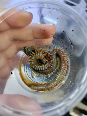  Qoia - The Curious Case of the Bristle Worm Who Thought It Was a Fish!