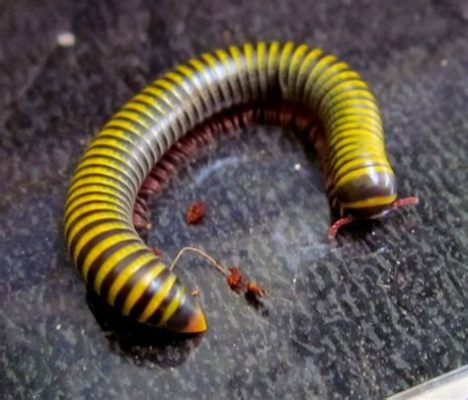  Question:  Quilling Millipede: Can This Armored Arthropod Withstand the Heat and Hunger of the Desert?