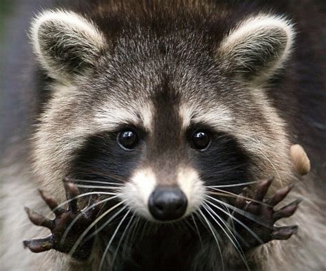  Raccoon! This Nocturnal Mammal's Clever Paws Will Amaze You