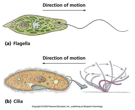  Rowettina! A Ciliate Exhibiting Both Elegant Movement and Voracious Predatory Behavior