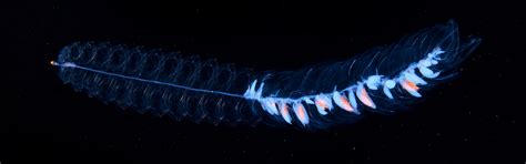  Siphonophora! A Colonial Wonder Hiding Amongst Bioluminescent Mysteries