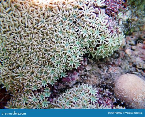  Tubipora!  A Deep-Sea Gem with Tentacles Like Delicate Feathers