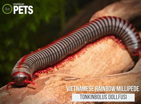  Vietnamese Millipede: A True Wonder of Nature That Roams the Earth with Thousands of Legs!