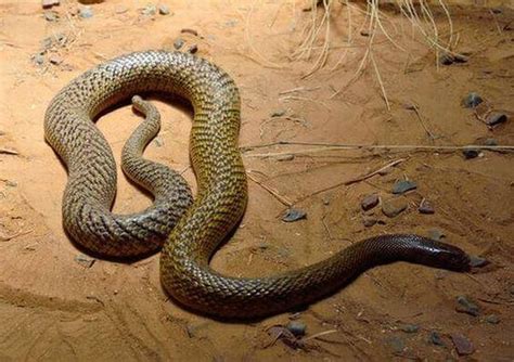  Vipera! Rắn độc với nọc độc nguy hiểm có thể khiến bạn tê liệt