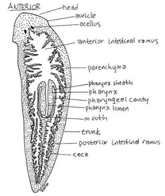  Whitworthitrema – The Trematode That Makes You Say Ew!