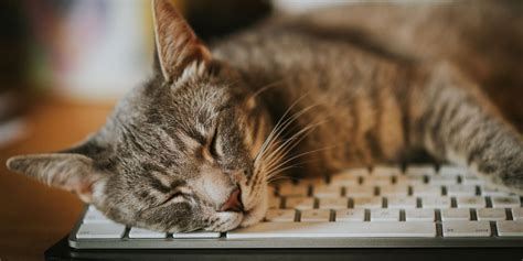 Why Won't a Website Load: And Why Do Cats Always Sit on Keyboards?