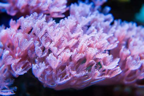  Xenia! A Curious Coral that Swaps Meals Like a Neighborhood Potluck