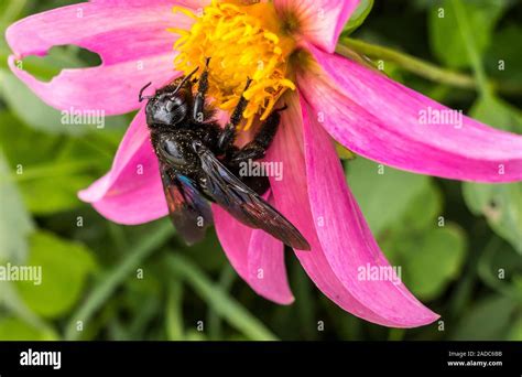  XyloCopa: Its Glossy Body Makes It Shine Like A Precious Jewel But Beware Of Its Defensive Curl!