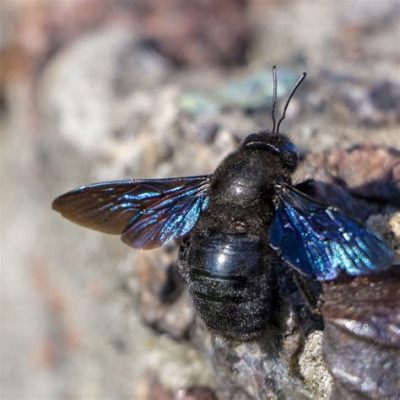  Xylocopa!  Những Con Ong Mộc Hùng Vĩ Cứ Bay Rồng Rỗng Trong Khắp Khu Vực Dài Dàng