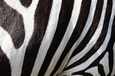  Zebra! Khám Phá Vẻ Đẹp Dị Lạ Của Con Quái Vật Ngàn Hoa Có Bộ Lông Tương Tự Họa Tiết Kim Tuyến