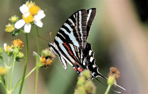  Zebra Swallowtail: This Elegant Insect With Wings Like Painted Zebras Boasts a Fascinating Life Cycle and a Voracious Appetite for Pawpaw Leaves